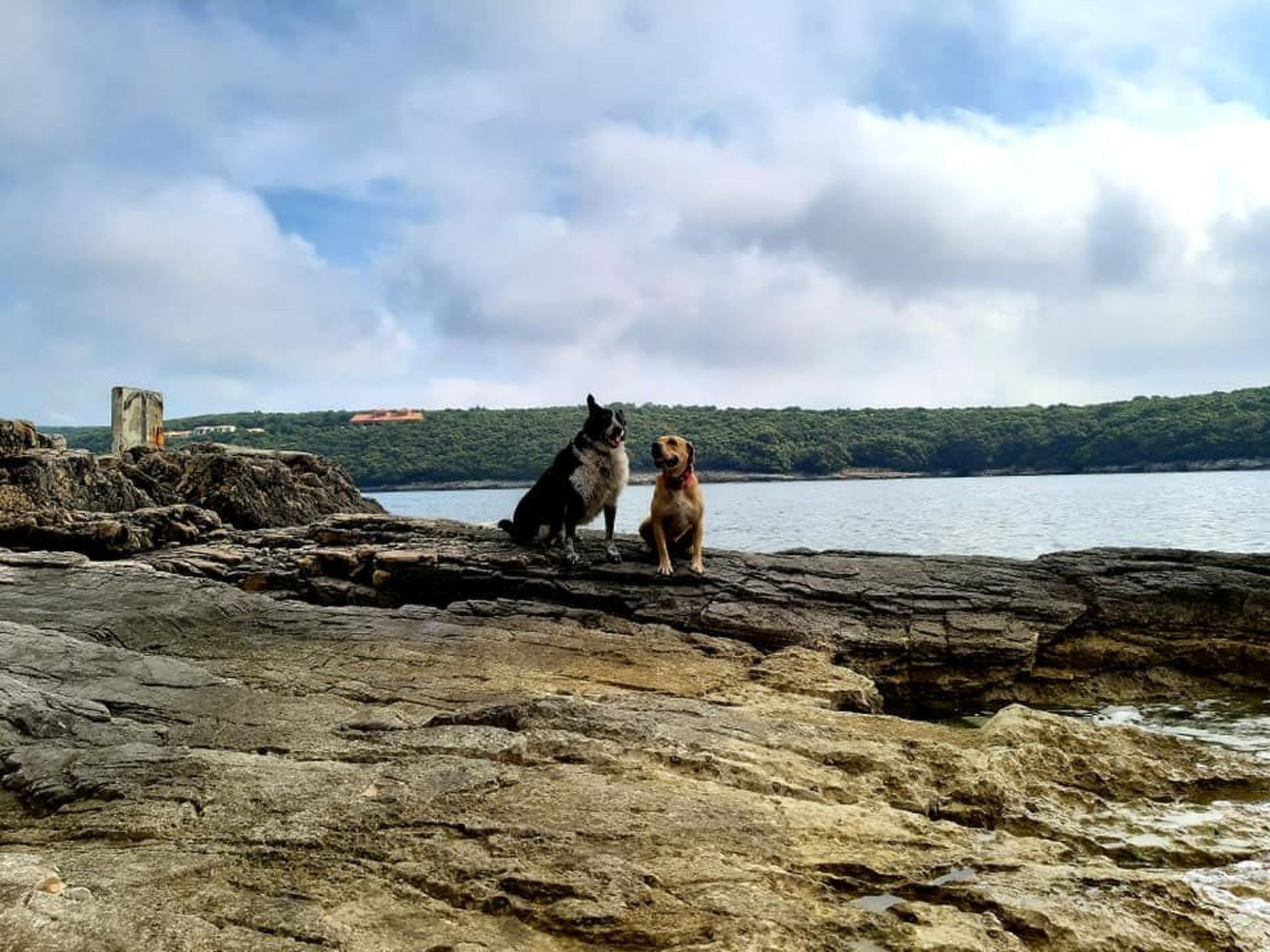 Two dogs sitting on a rocky shore with a body of water and a distant building in the background.