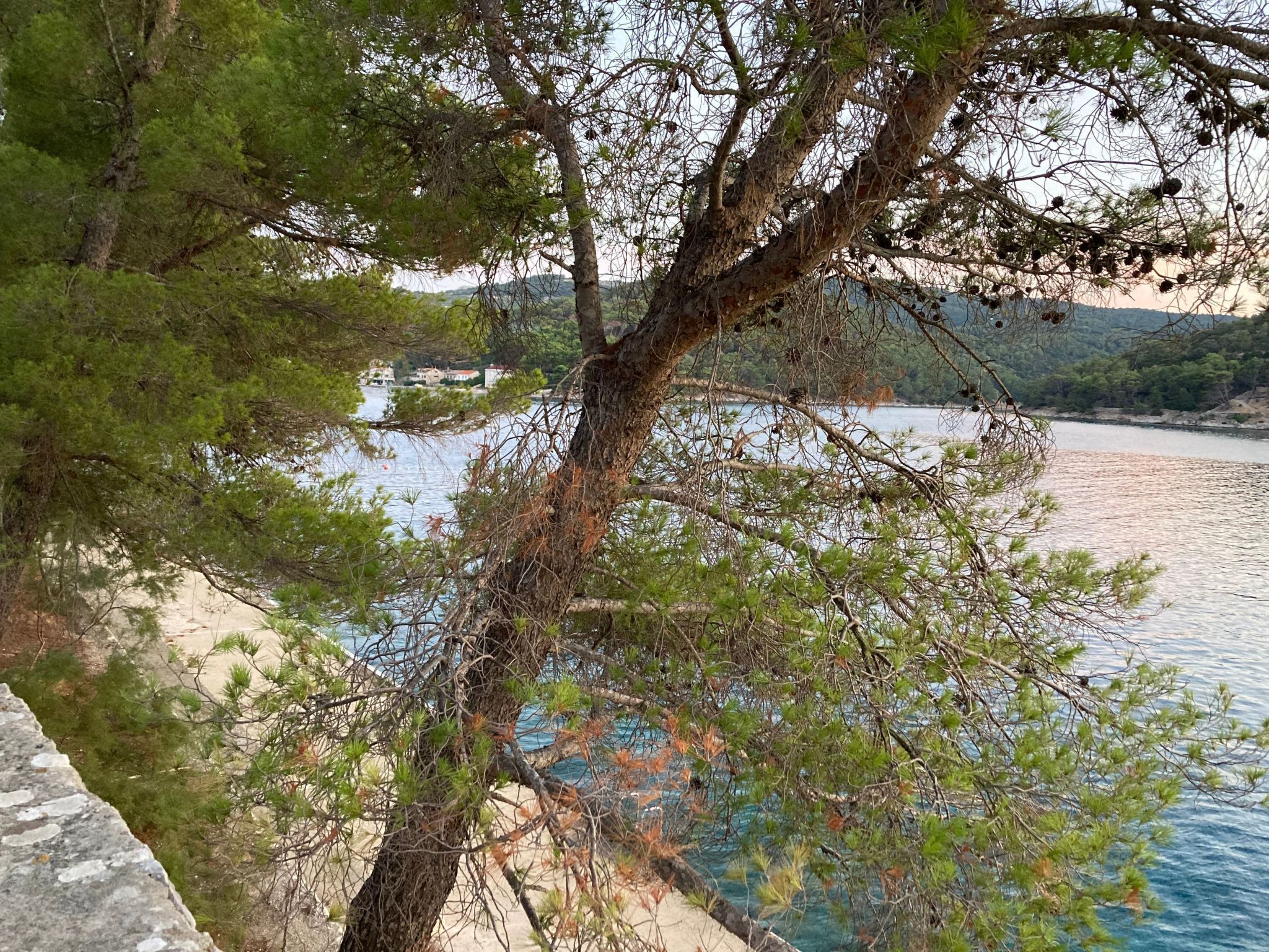 Escena costera con un árbol en primer plano y una masa de agua al fondo.
