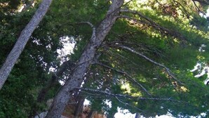 Una scalinata conduce a un ristorante sulla spiaggia, con posti a sedere all'aperto e una struttura con tetto di paglia.