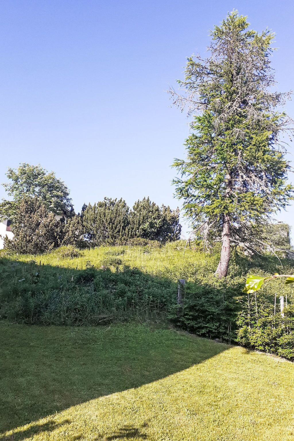 Une zone herbeuse avec un grand arbre et une végétation arbustive dense.