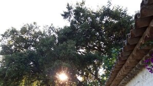 Oklassificerad bild, 4 av 29, knapp