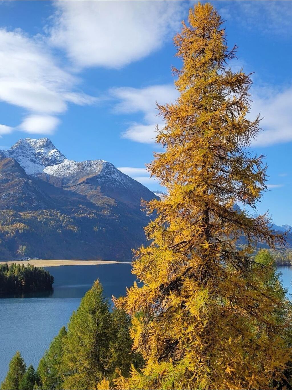 Un paisaje montañoso con un lago, un prominente pino amarillo en primer plano y picos nevados al fondo.