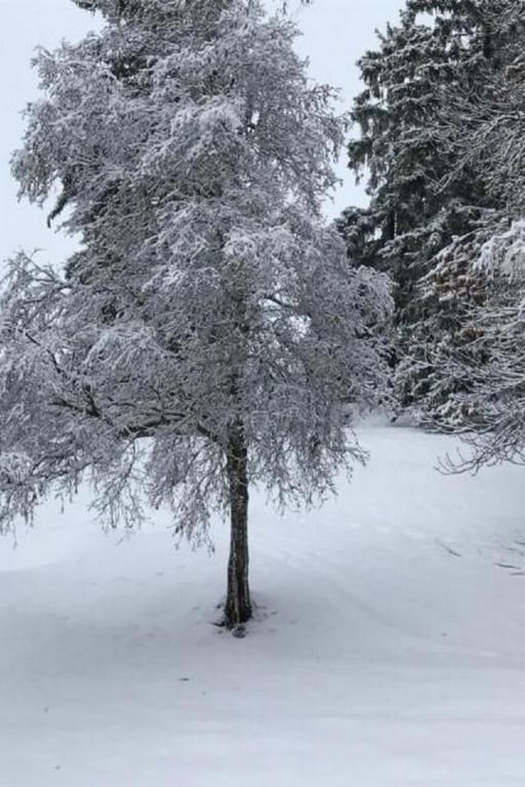 Un árbol cubierto de nieve en un paisaje nevado.