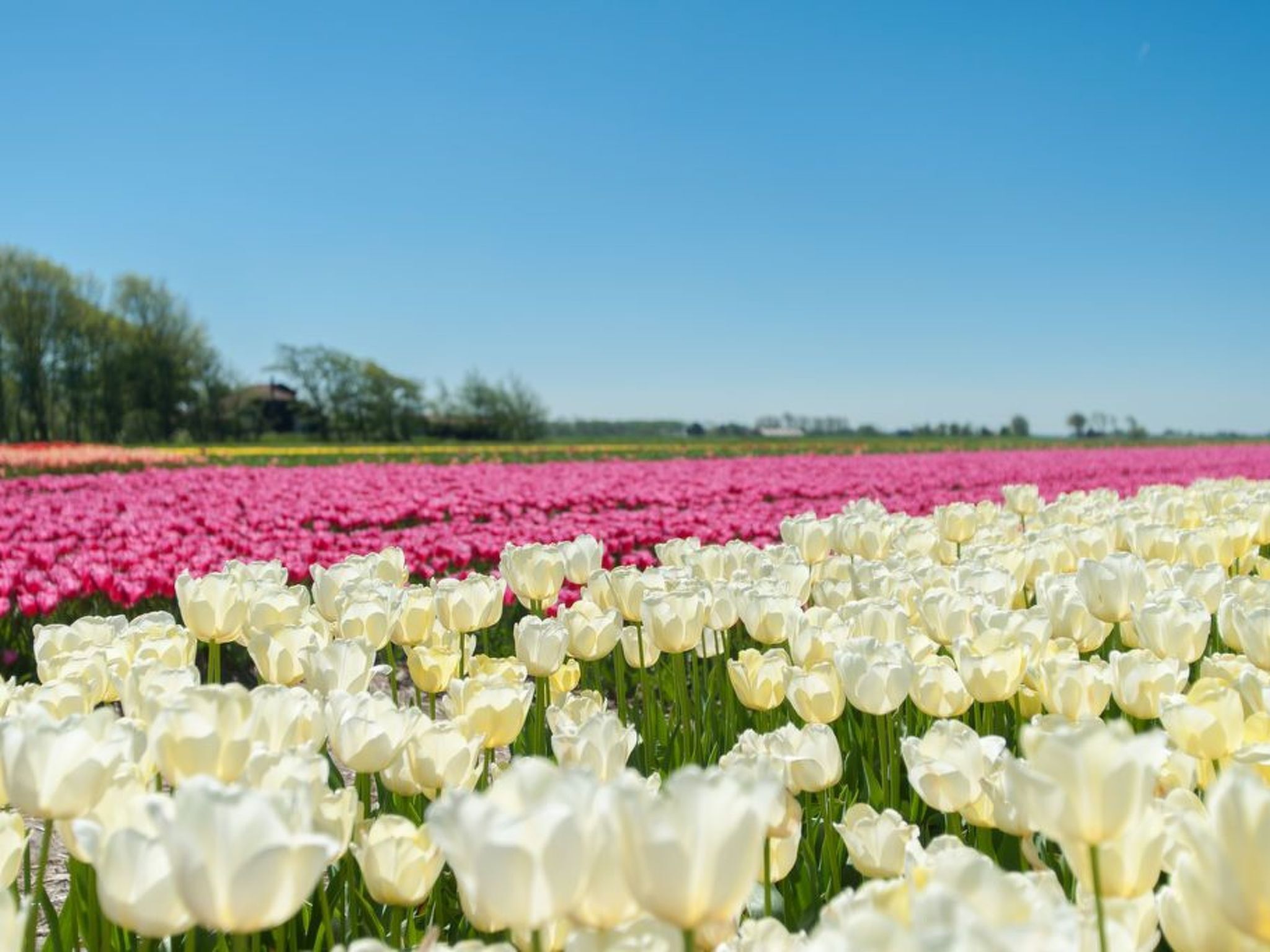 Un campo de tulipanes blancos y rosados bajo un cielo azul despejado.