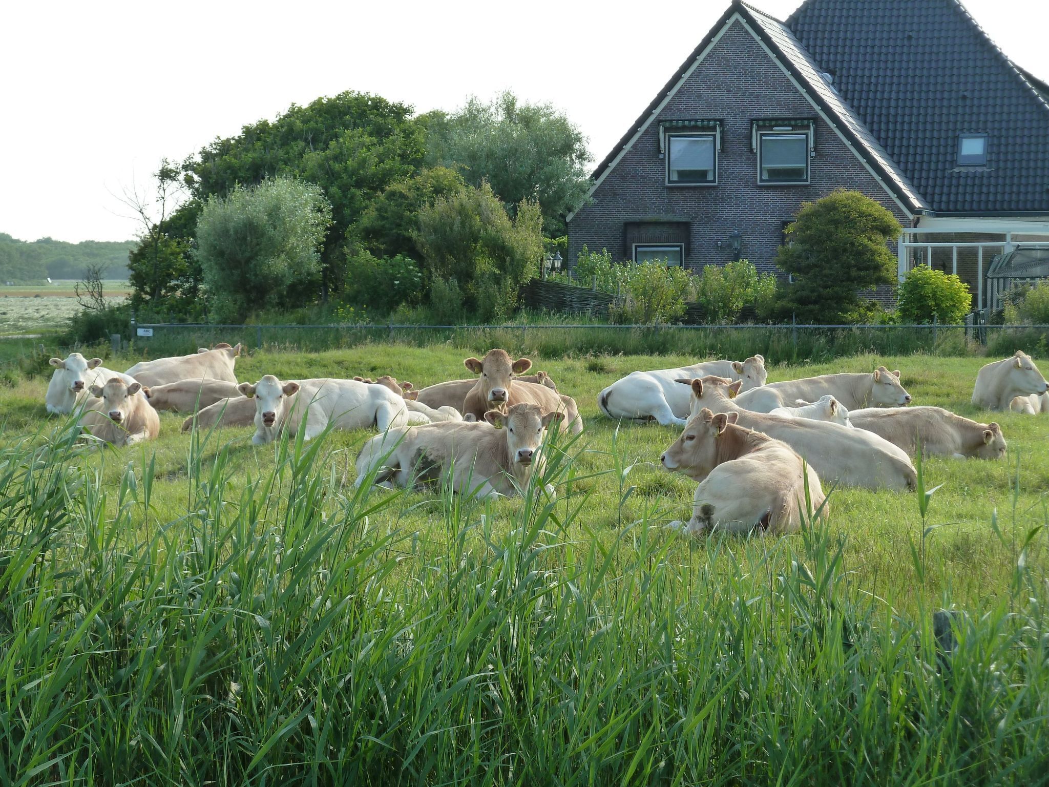 A field of cows in a grassy area with a house in the background.