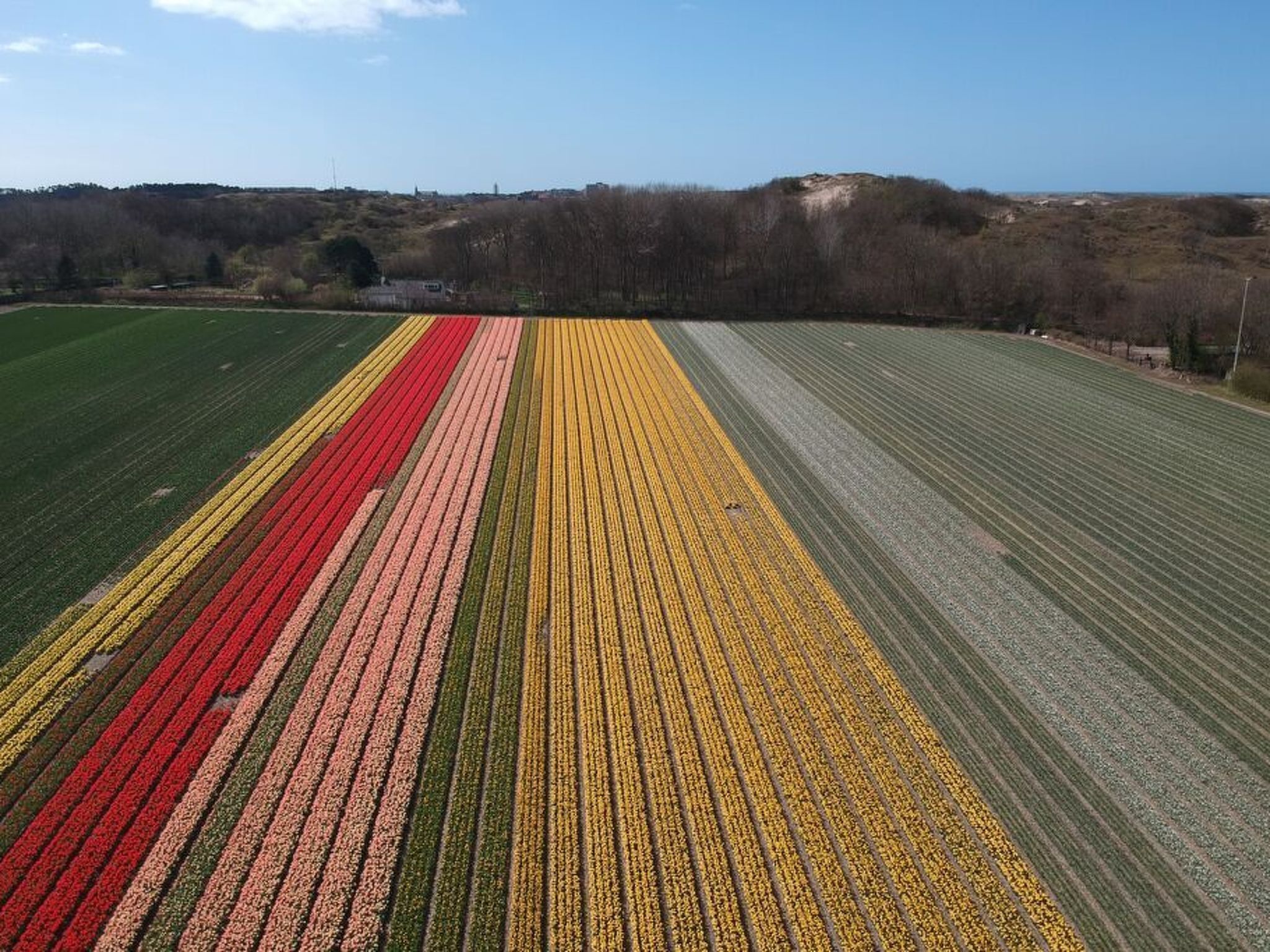 Um vasto campo aberto com fileiras de plantações em vermelho, amarelo e verde.