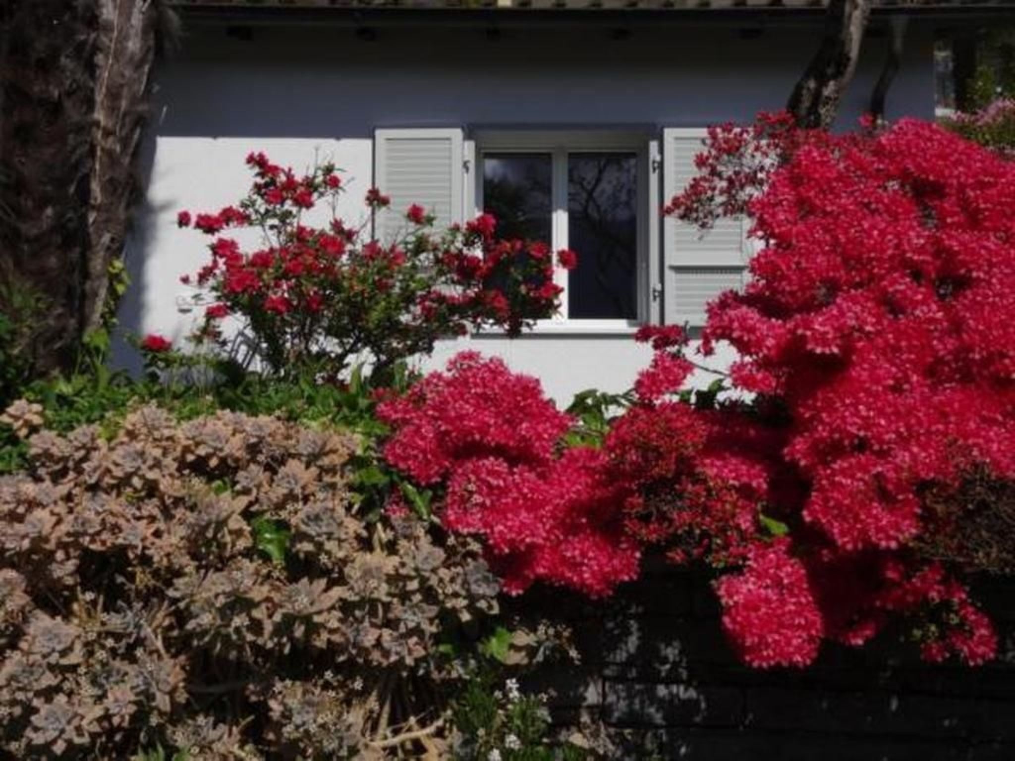 Ein Haus mit weißen Außenwänden und Fensterläden, umgeben von üppigem Grün und leuchtend rosa Blüten.