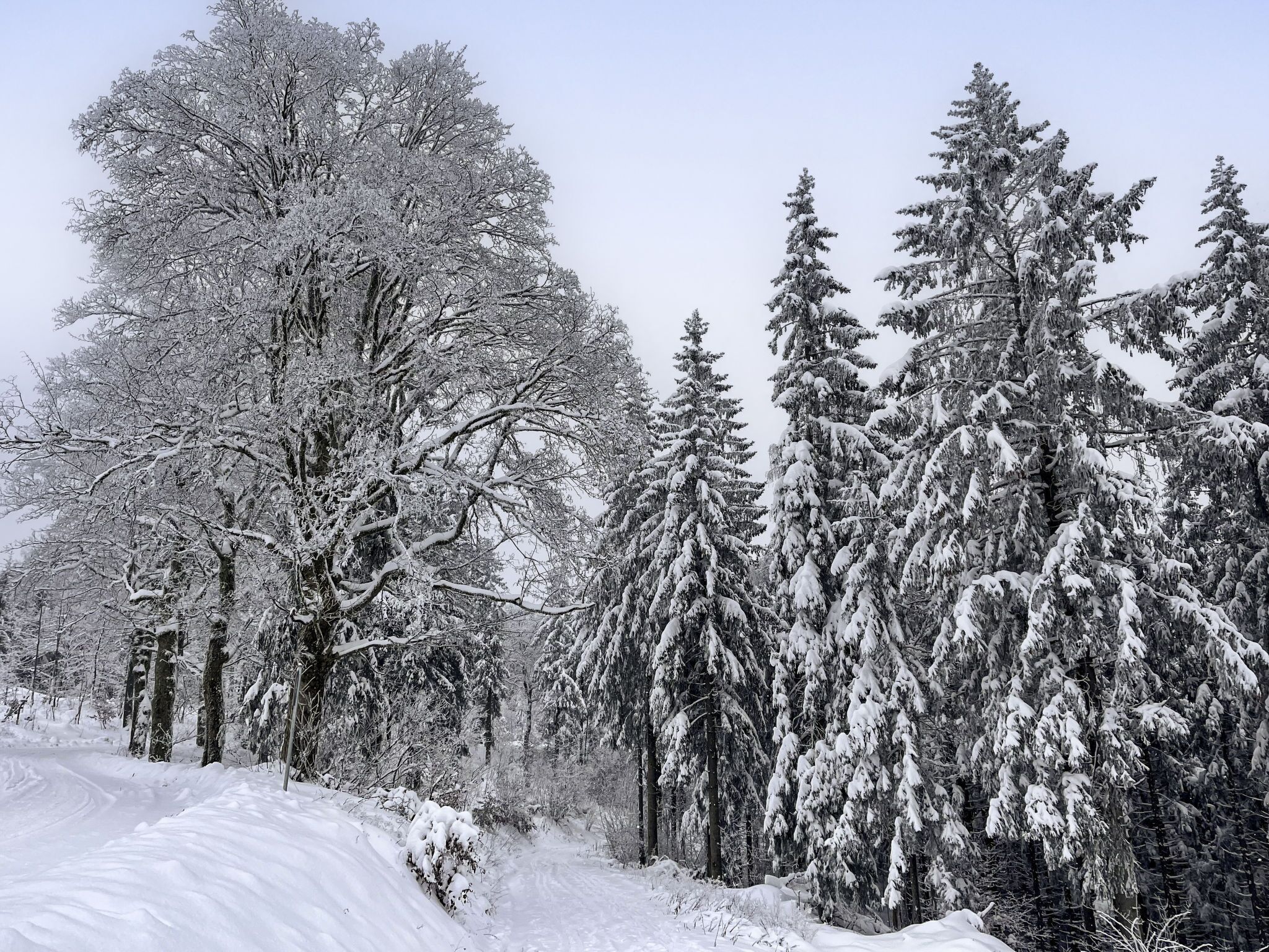 A snowy forest scene with dense evergreen trees and a clear path.