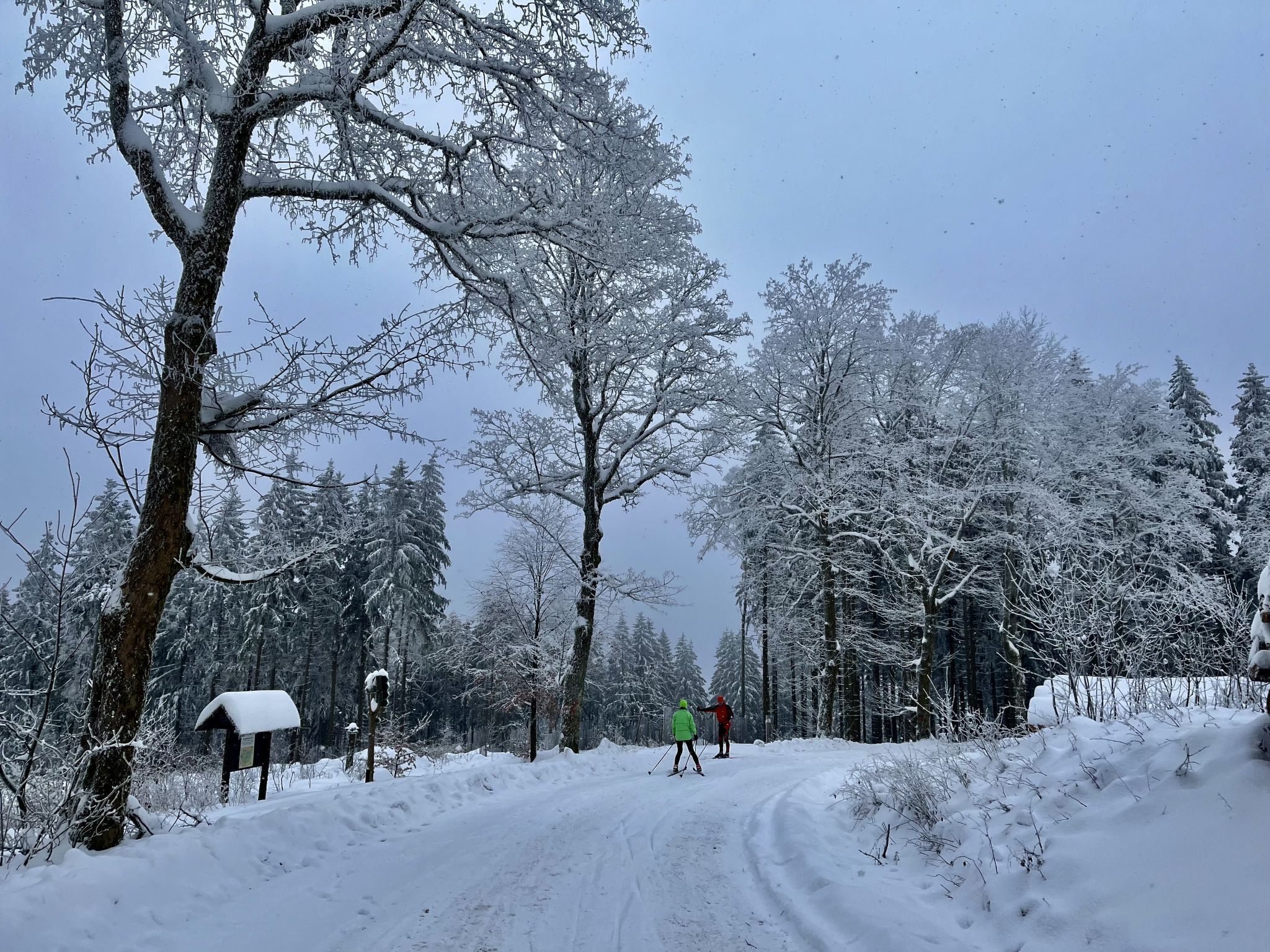 A snowy forest scene with a clear path and a mailbox.