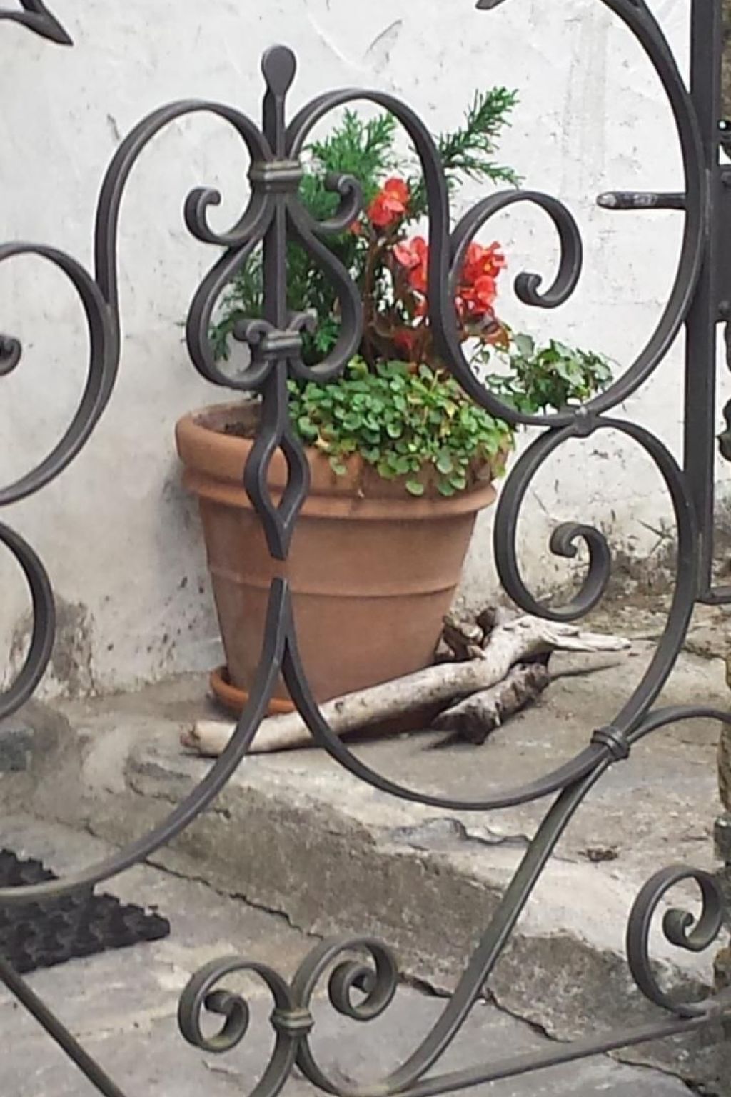 Una planta en maceta con flores rojas y follaje verde, ubicada sobre un escalón de piedra frente a una pared blanca.
