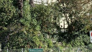 A residential building with a balcony, surrounded by lush greenery and a chain-link fence. - Piazzogna by Interhome (Piazzogna)