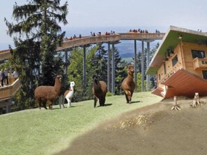 Point of interest - FeWo Steinbeisser by Interhome (Arrach)