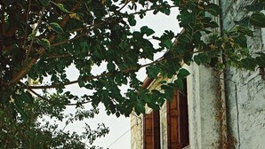 Exterior detail - in Douliana mit Großem Balkon by Interhome (Almyrida)
