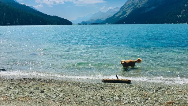 Un chien se promène dans un lac aux eaux claires, avec des montagnes en arrière-plan.