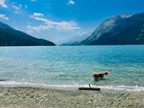 A dog walking in a clear lake with mountains in the background. - Maisonette Alpenrose by Interhome (Sils Maria)