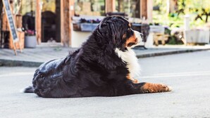 A dog lying on a paved surface with a wooden structure in the background. - Stöckli auf dem Birkenhof mit Zusatzzimmer by Interhome (Sörenberg)