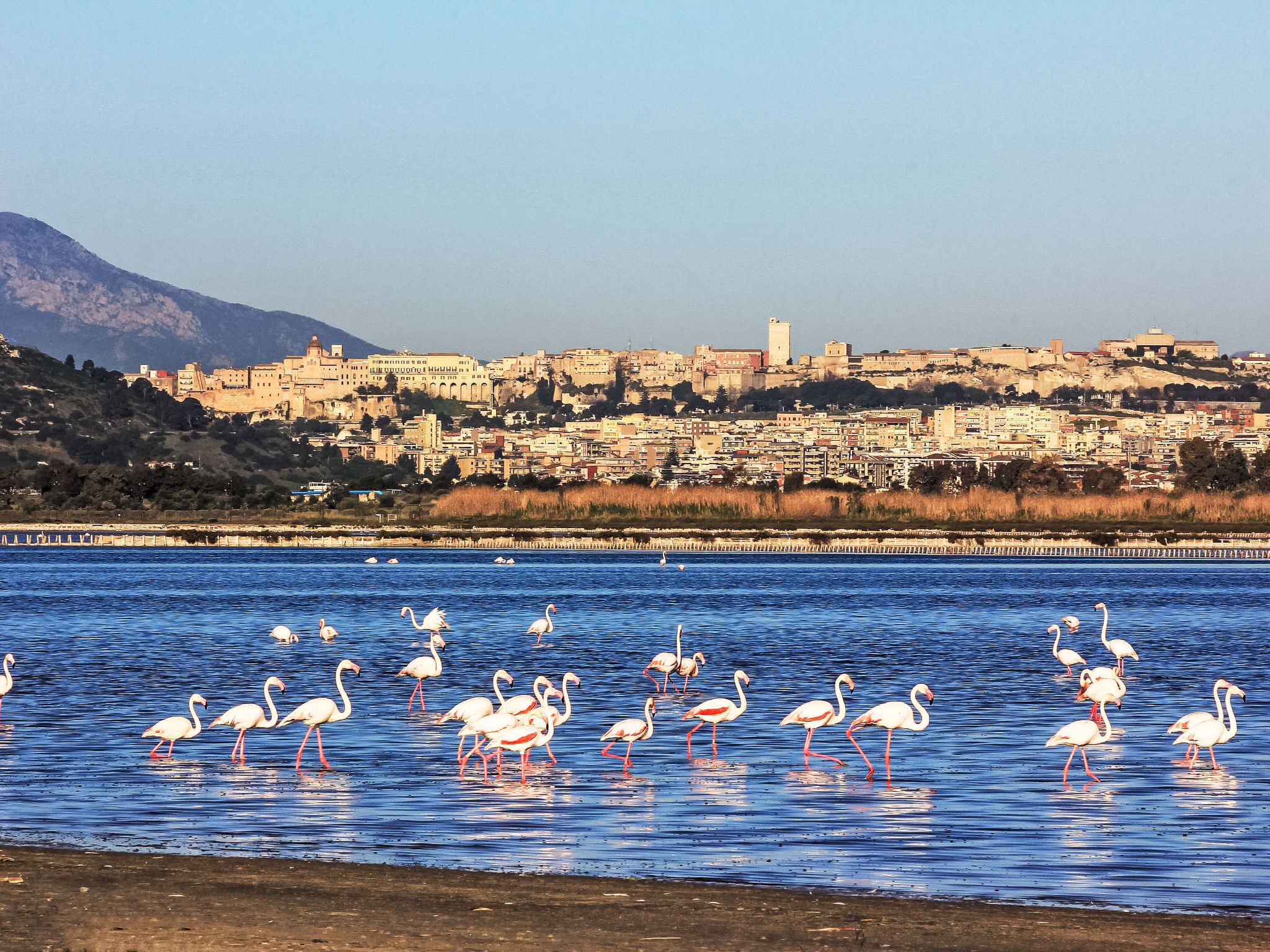 A coastal cityscape with a historic fortress and a body of water with flamingos.