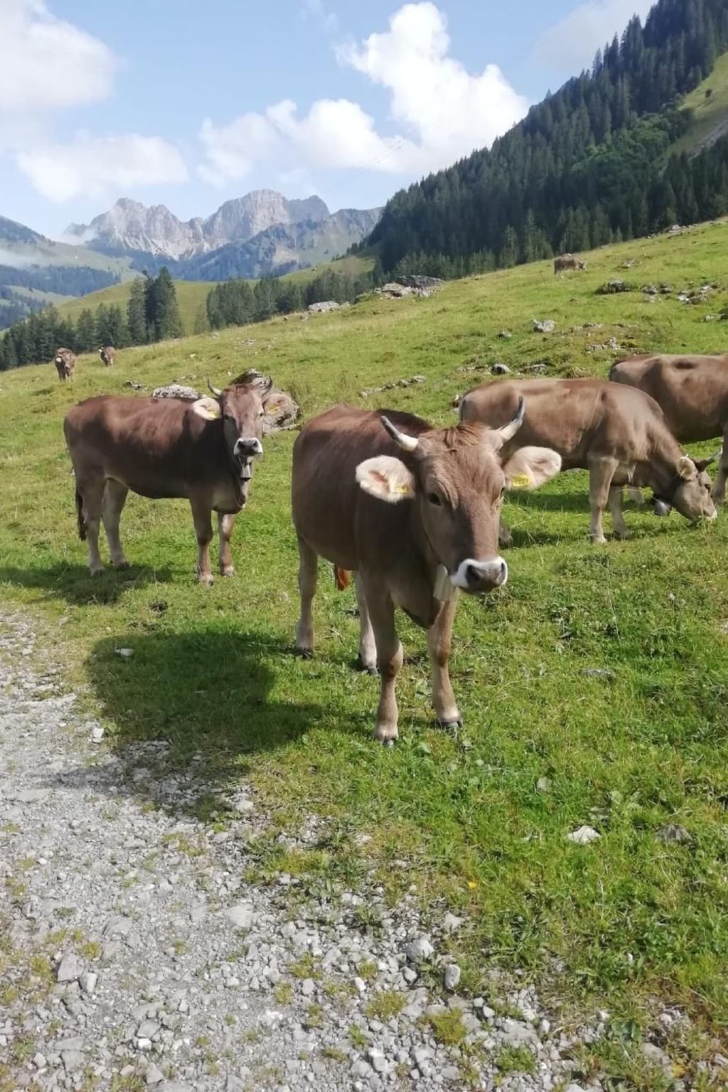 Un prato erboso con mucche al pascolo, un sentiero sterrato e montagne sullo sfondo.
