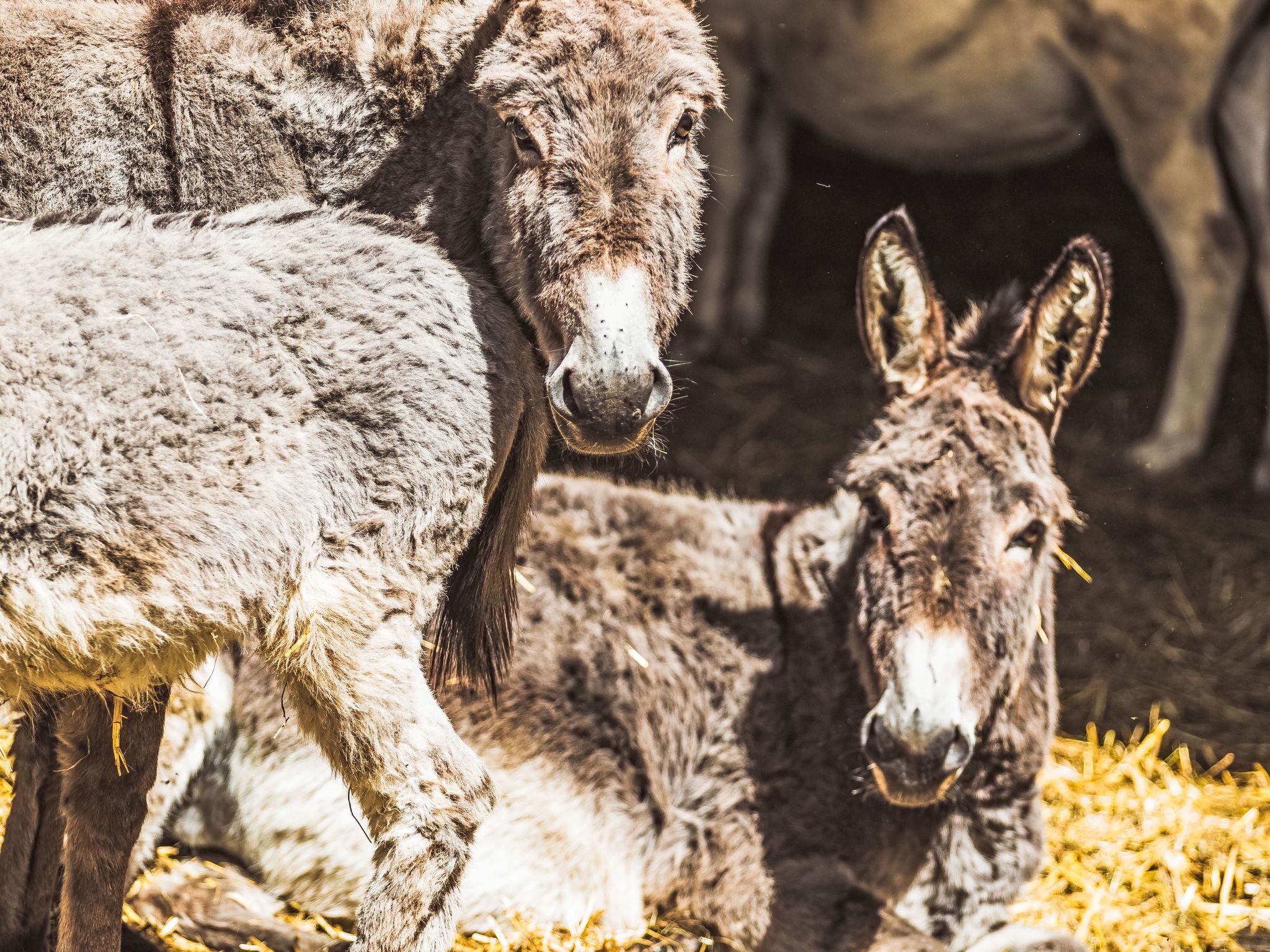 Gros plan d’un âne et d’un mouton dans une étable.