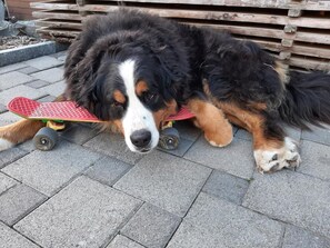 Pet-friendly - Haglere, Birkenhof (6-Bett) by Interhome (Sörenberg)