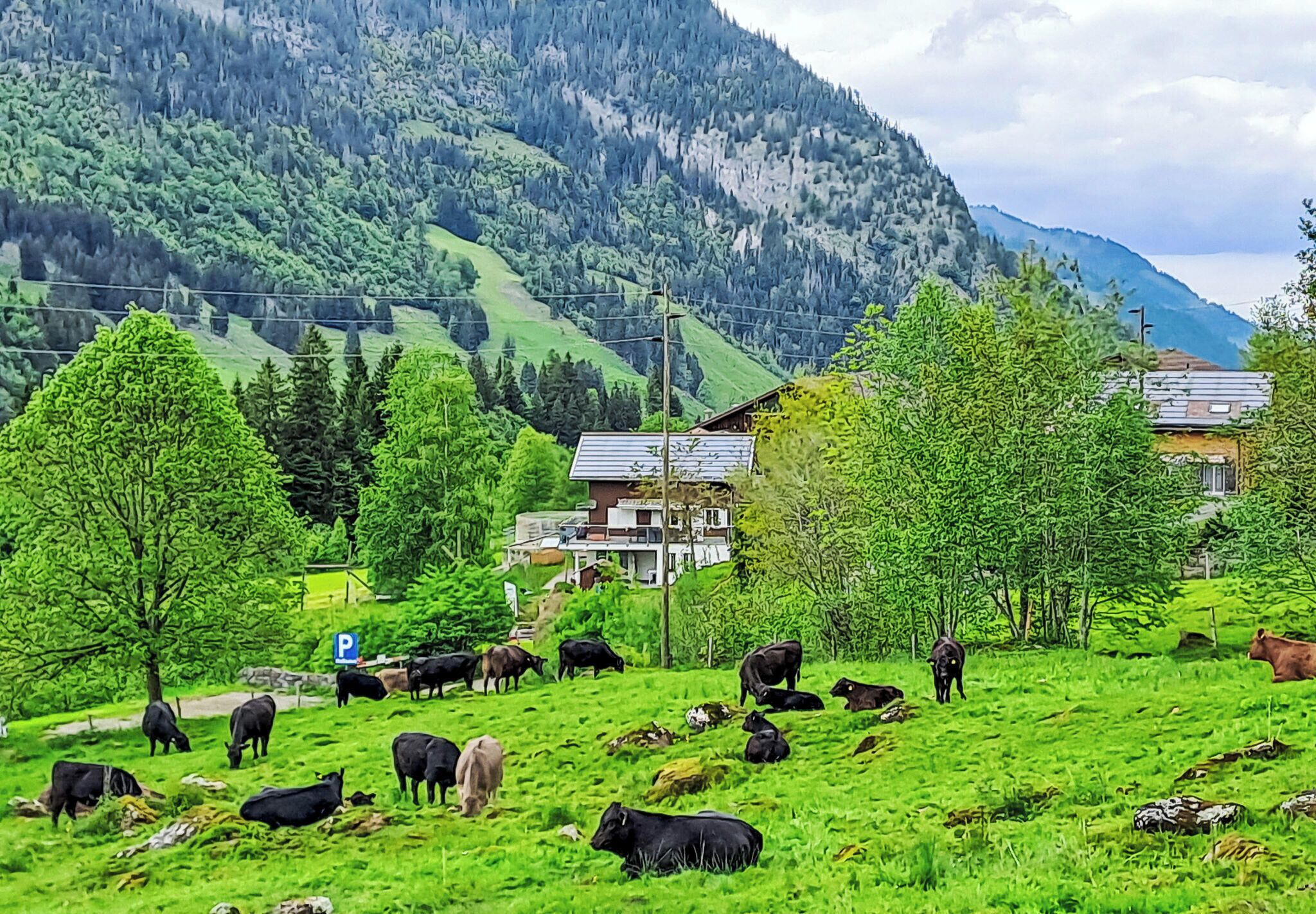 A rural landscape with cows grazing, a house, and a mountain backdrop.