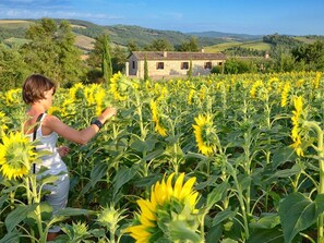 House - Il Melograno Panoramahaus by Interhome (San Venanzo)