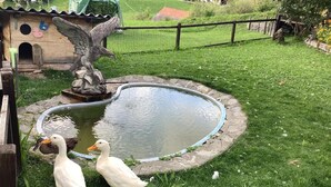 A pond with two ducks, a wooden duck house, and a fenced garden area.