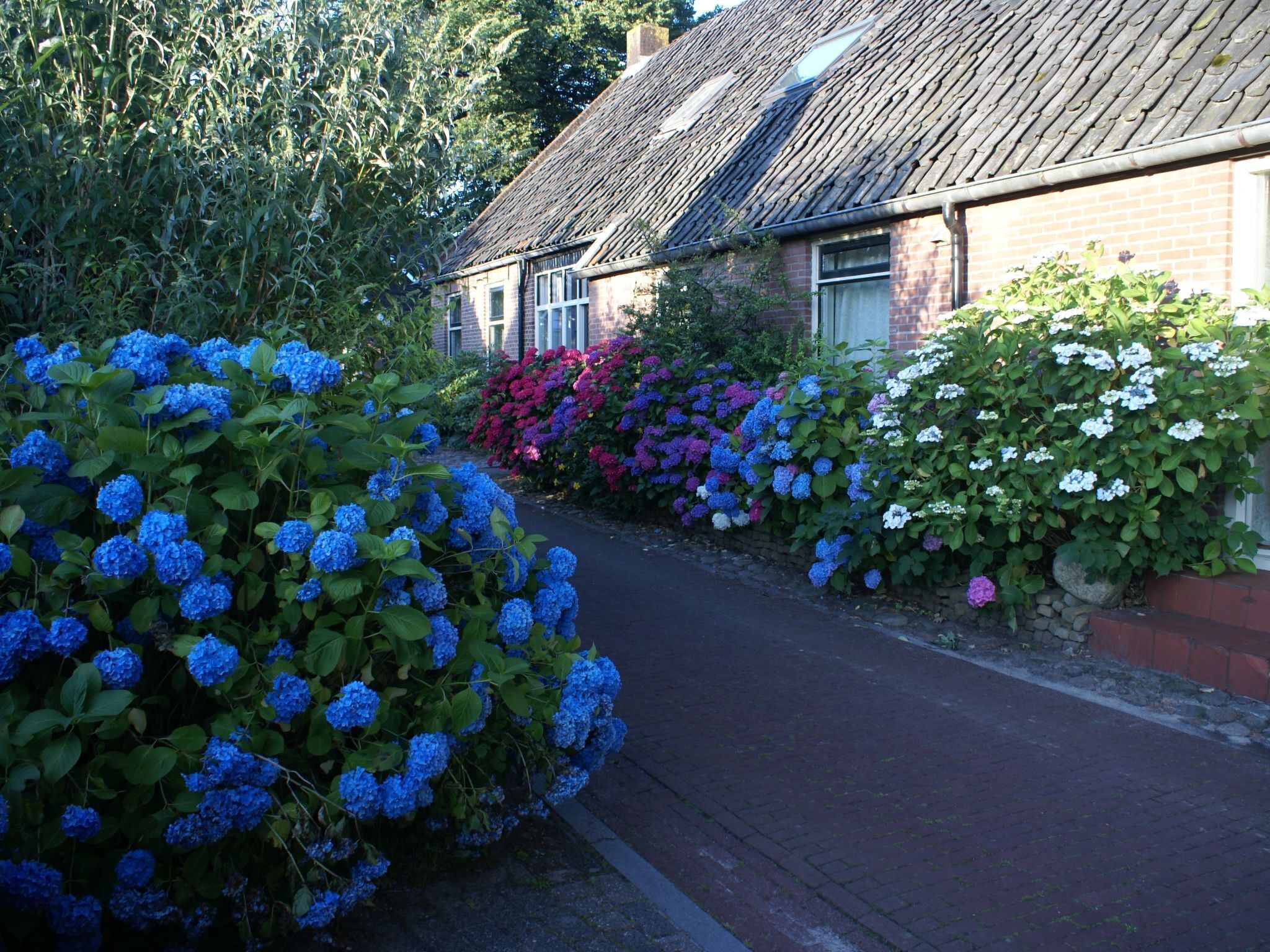 A narrow brick pathway flanked by lush hydrangea bushes and a traditional brick house with a sloped roof.