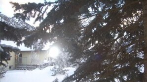 A snowy residential area with a house and trees.