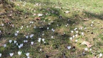 Une grange rustique en bois, aux murs de pierre, entourée d’une zone herbeuse parsemée de fleurs blanches.