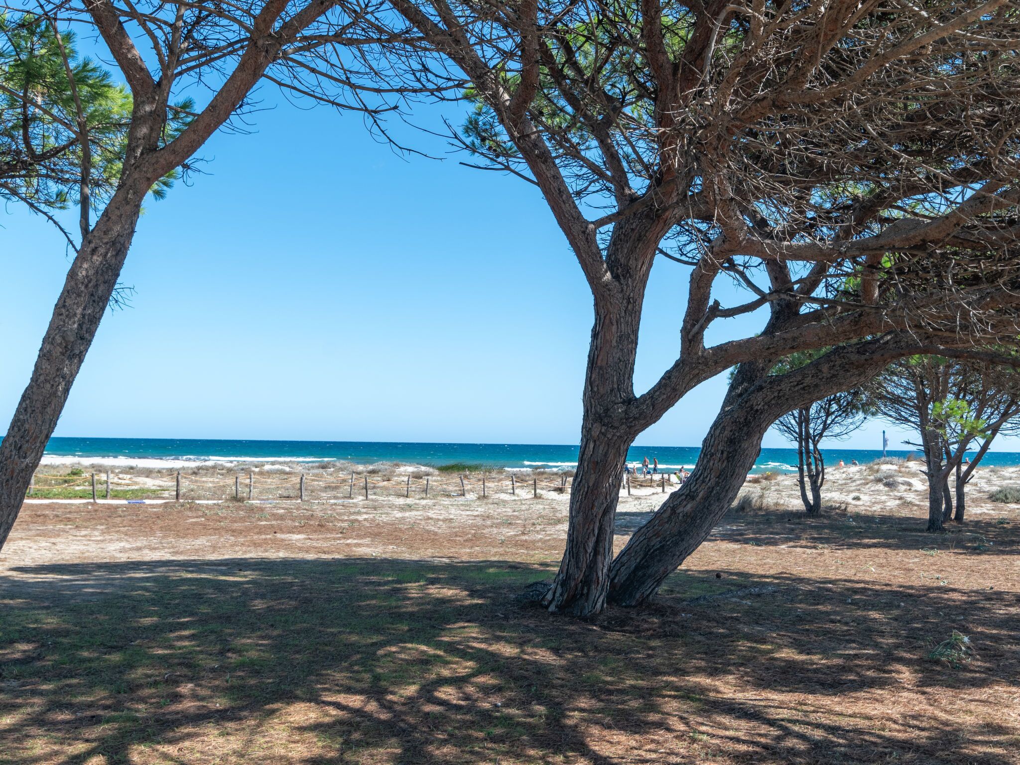 Ein Strand mit Bäumen und freiem Blick auf den Ozean.