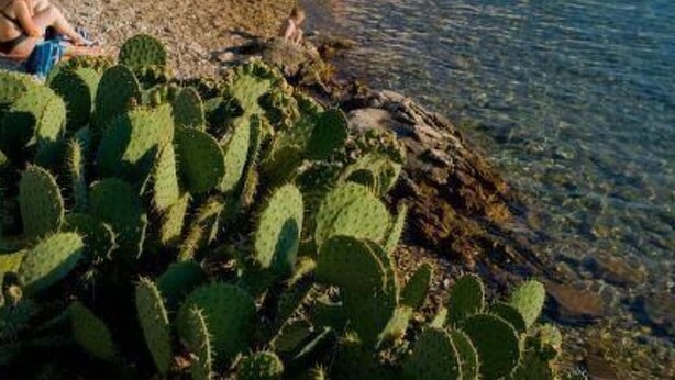 Ein Strand mit Menschen, die sonnenbaden und schwimmen, im Hintergrund angestellte Boote und im Vordergrund Kakteen.
