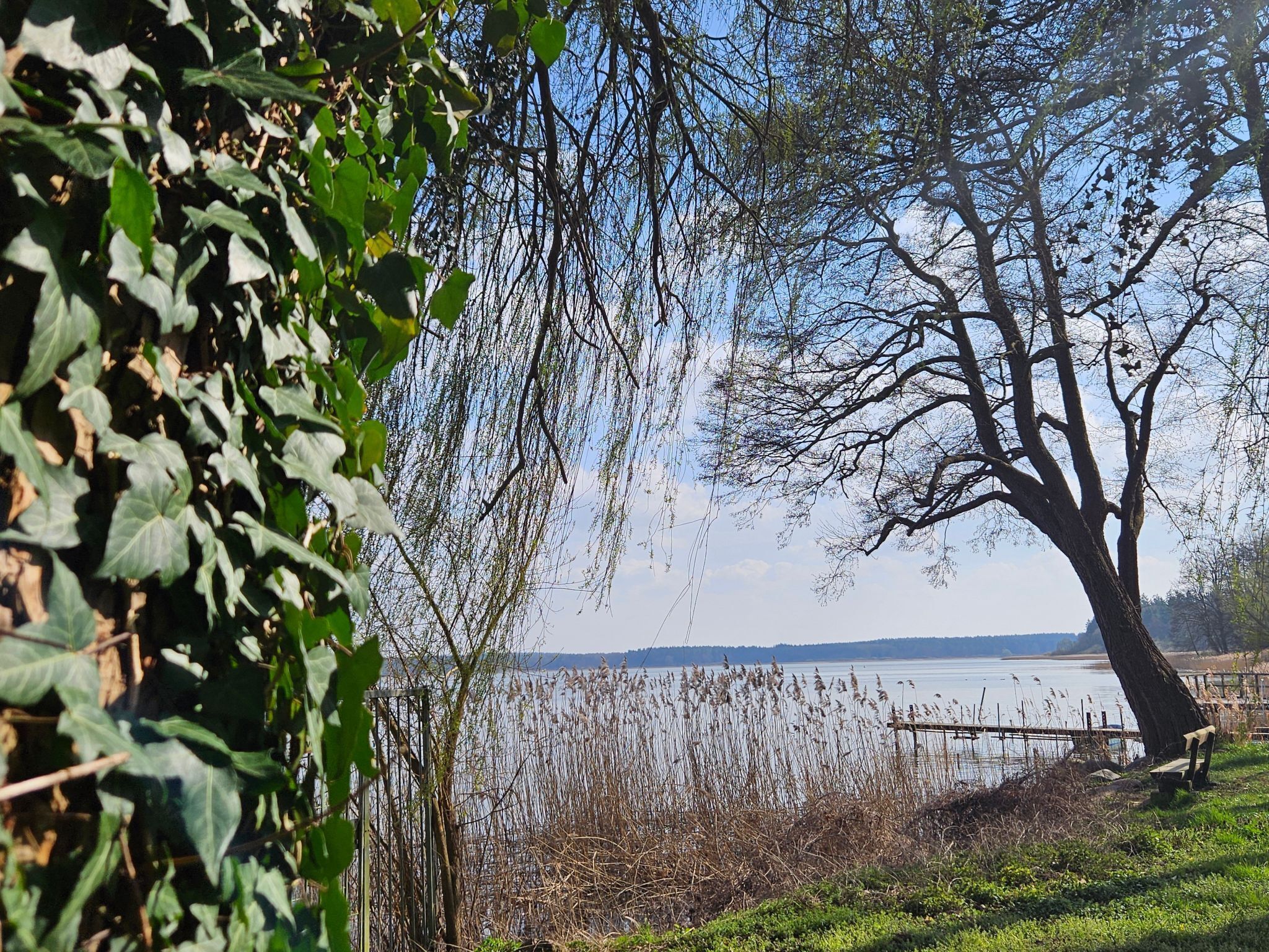 A tree-lined lakeside view with a bench and a fence.