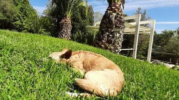 Área da propriedade