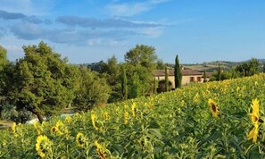 Miscellaneous - Il Mandorlo für 8 Personen by Interhome (San Venanzo)