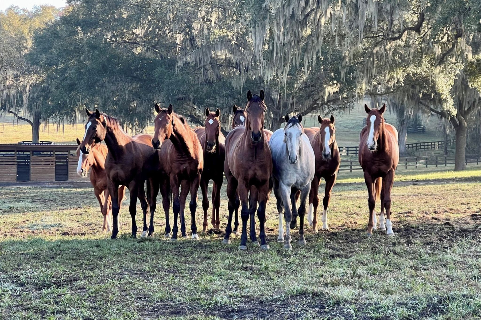 Um grupo de cavalos em um campo gramado, com árvores ao fundo.
