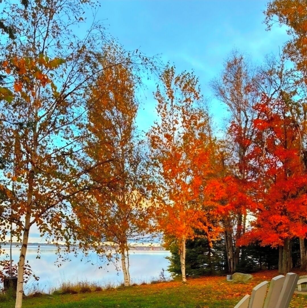 A lakeside view with trees in autumn colors, a clear sky, and a calm water body.