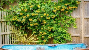 Un bote con exterior azul y rojo, parcialmente sumergido en el agua, con una cerca de madera y follaje verde al fondo.