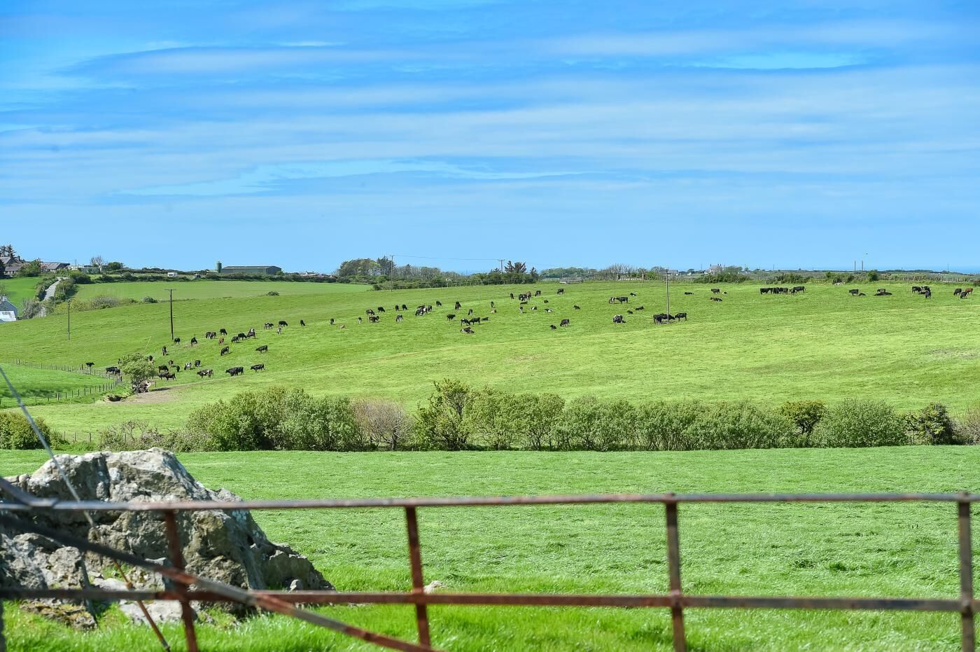 A rural landscape with a fenced field of grazing cattle.