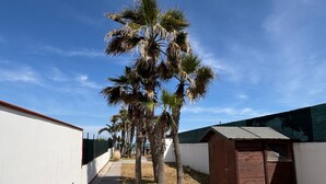 Un sendero estrecho bordeado de palmeras y una pequeña construcción de madera, probablemente un cobertizo, bajo un cielo azul despejado.