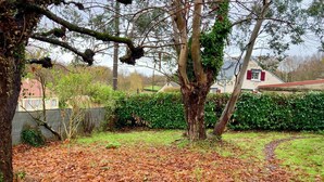 Un jardin avec un arbre, une haie et un chemin recouvert de feuilles mortes.