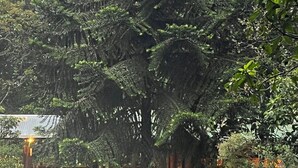 A garden with a large tree, a wooden structure, and a gravel path.