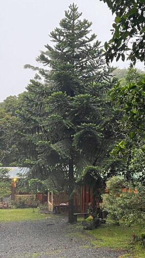 Exterior - 2 bedroom cabin off grid, 100 acres in Tayutic, Turrialba The Sloth Bar at TMR (Platanillo)