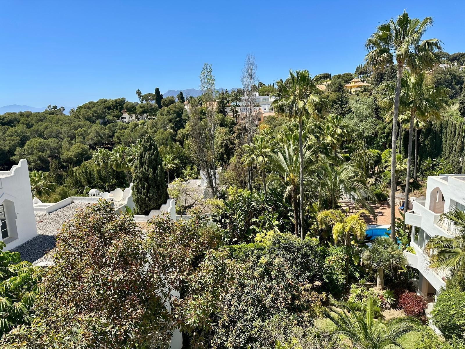 A lush garden with palm trees and a pool, surrounded by white buildings.