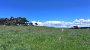 A grassy field with trees and a clear blue sky.