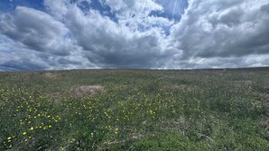 A field with yellow flowers under a cloudy sky.