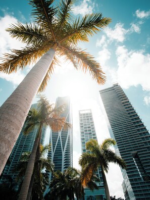 Tall palm trees and modern high-rise buildings. - La Orquidia (Miami)