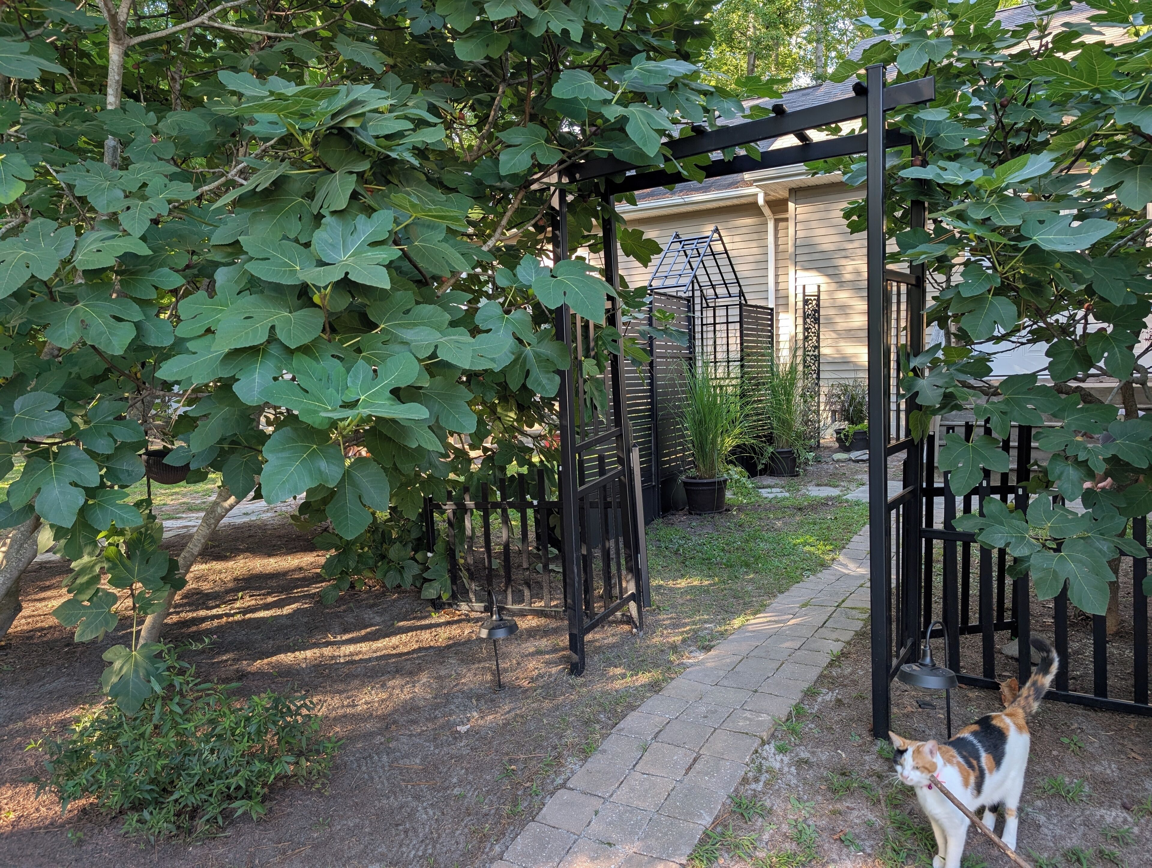 Ein Garten mit einer Pergola, einem Weg und einer Katze, die auf das Haus zugeht.