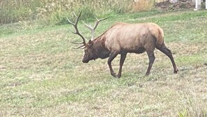 A large elk with prominent antlers walking across a grassy field. - Resort 2 beds Studio occ. for 4 Parcel Kitchen Enchanting Breckenridge Christmas (Breckenridge)