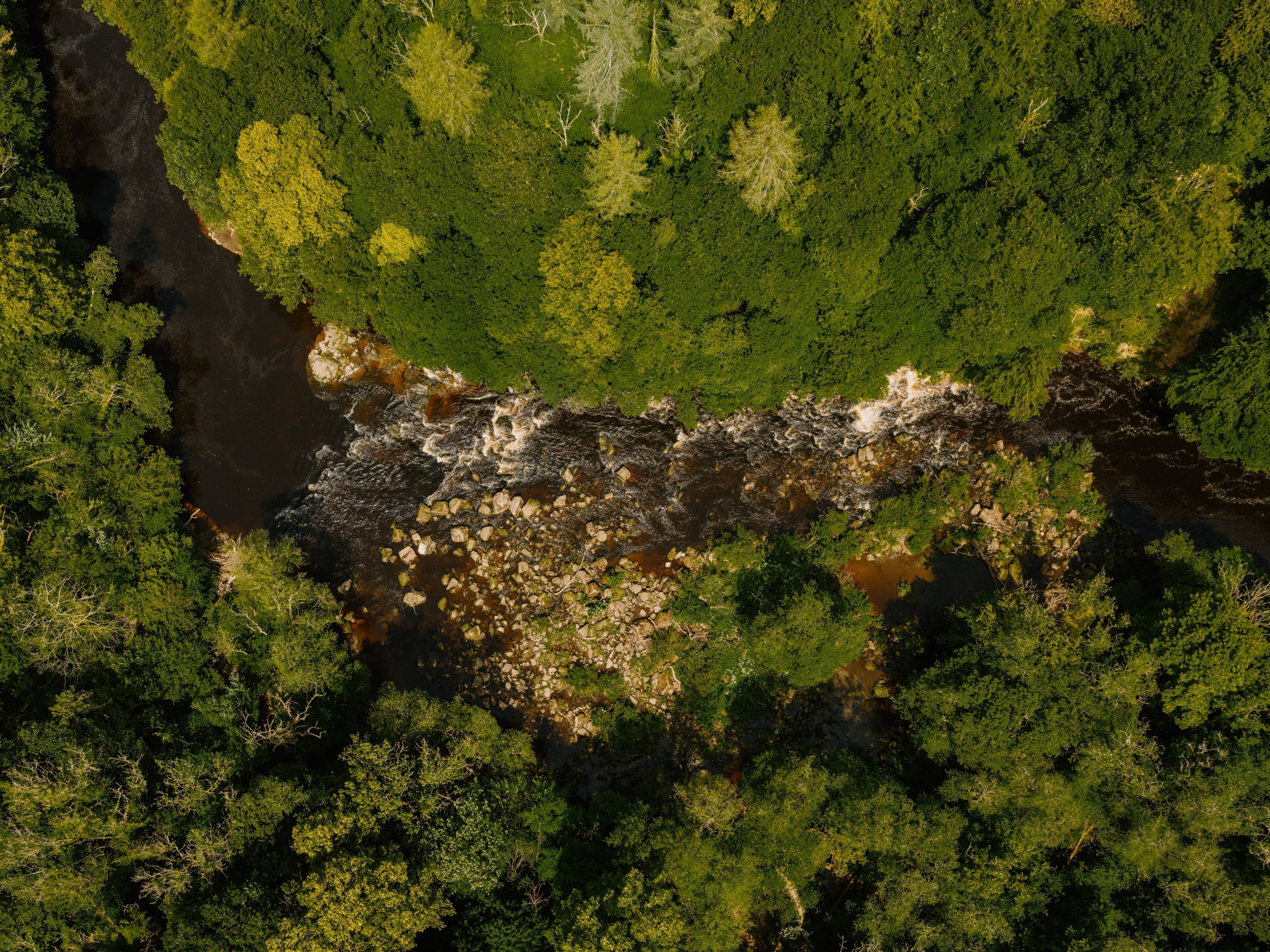 An aerial view of a forested area with a river.